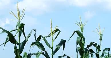 4K玉米地玉米苞谷玉米棒夏日日光庄稼地视频的预览图